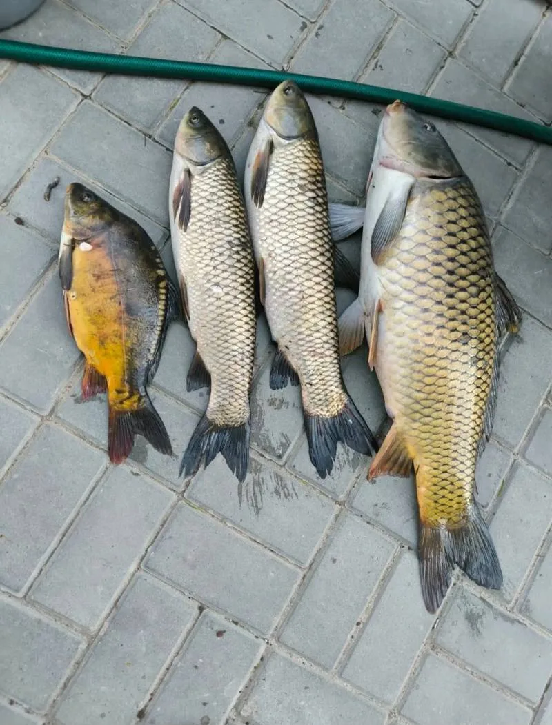 Карась