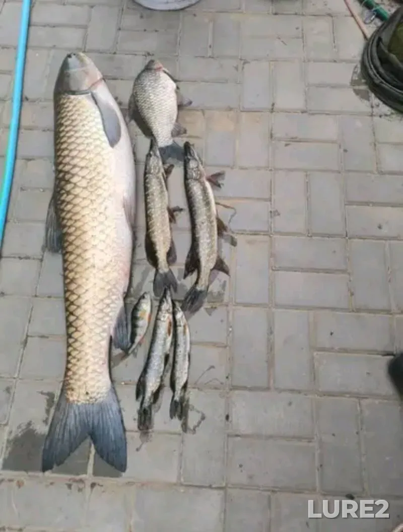 Карась, Белый амур