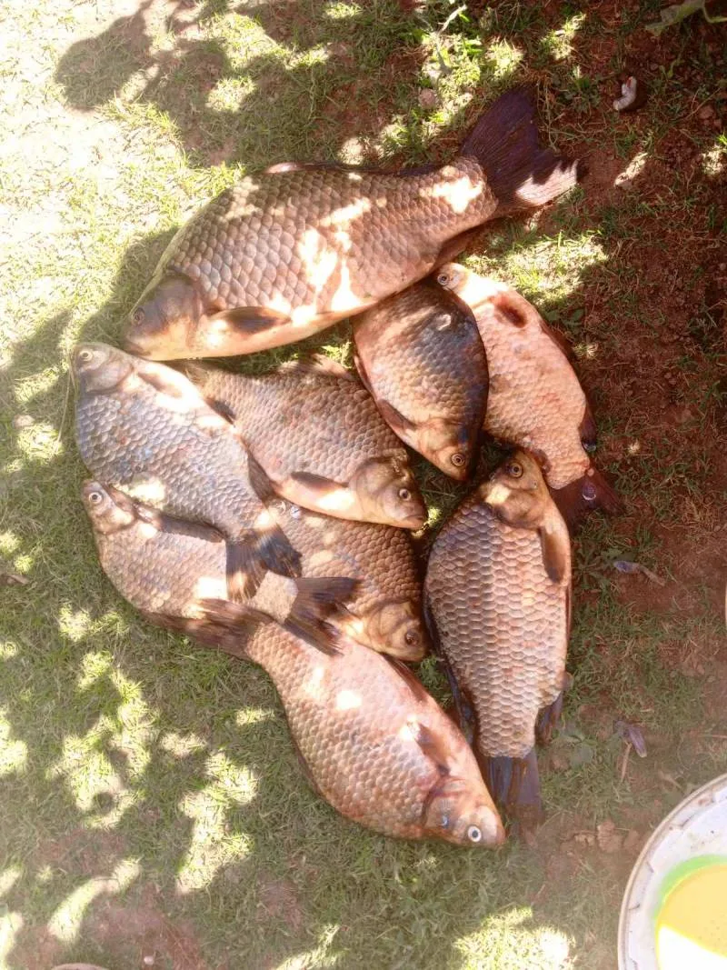 Карась