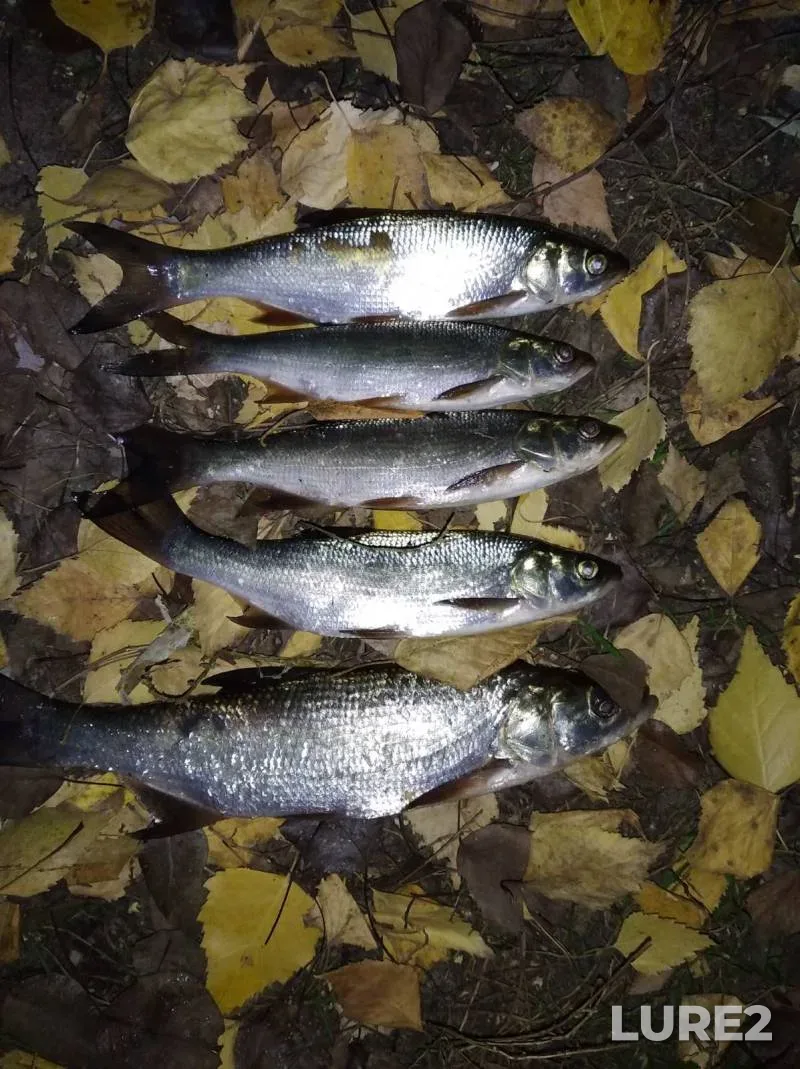 Карась