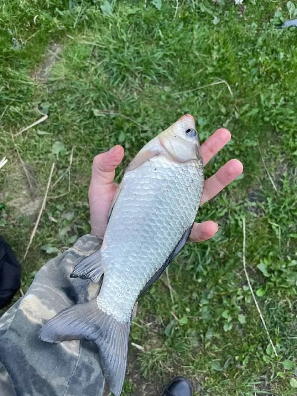 Карась