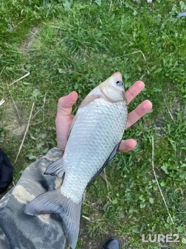 Щука