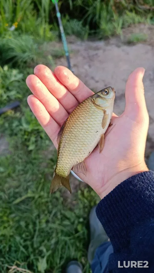 Лещ