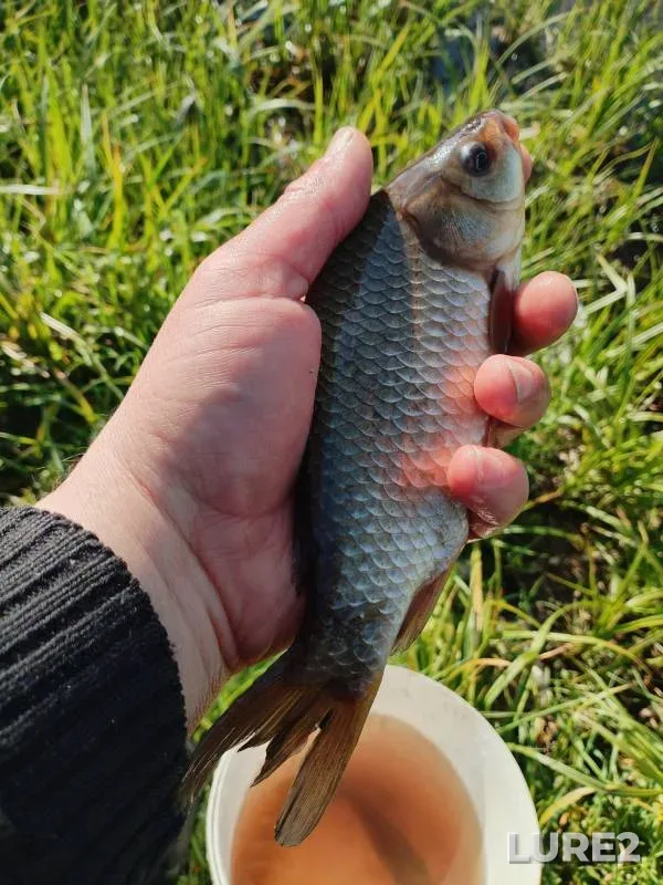 Карась