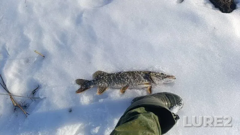 Щука