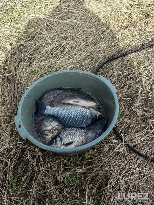 Карась