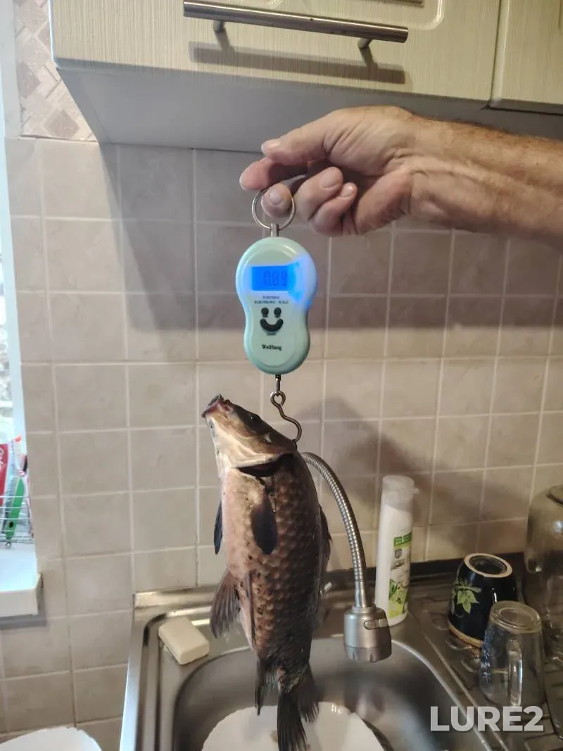Карась