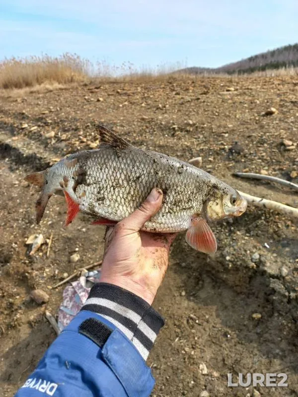 Голавль