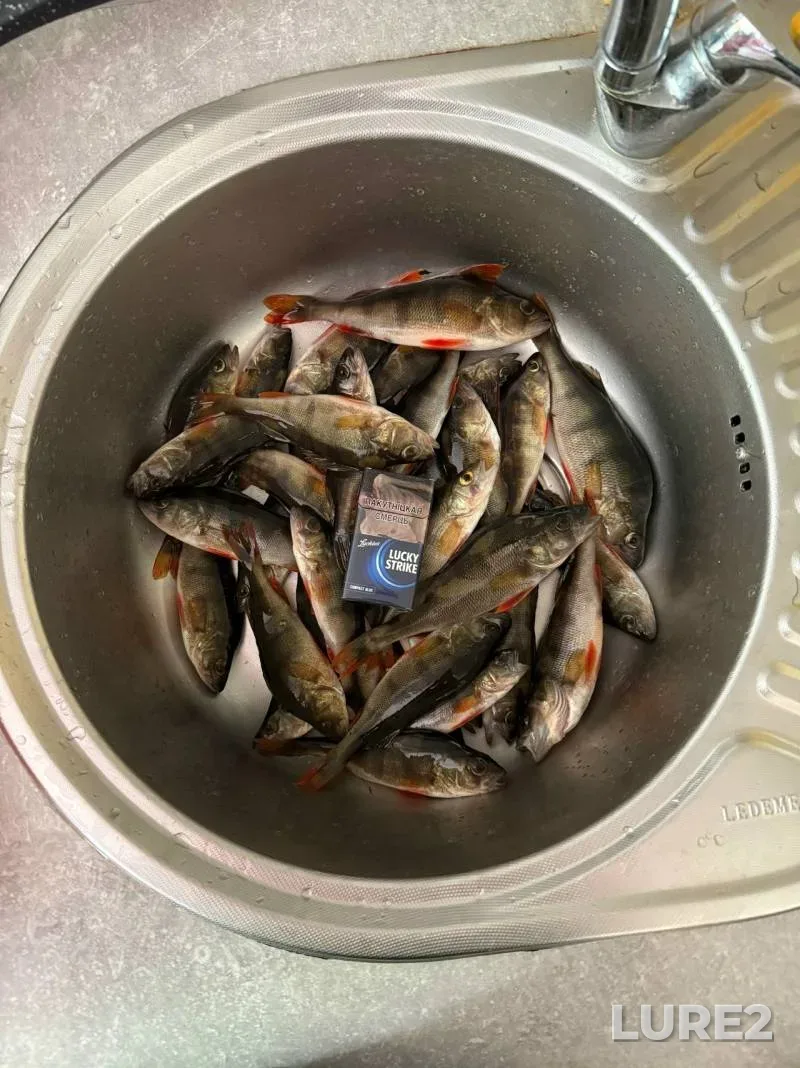 Окунь — Скупья, 14 мая, 14:30