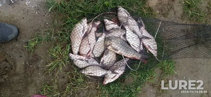 Лещ, Карп