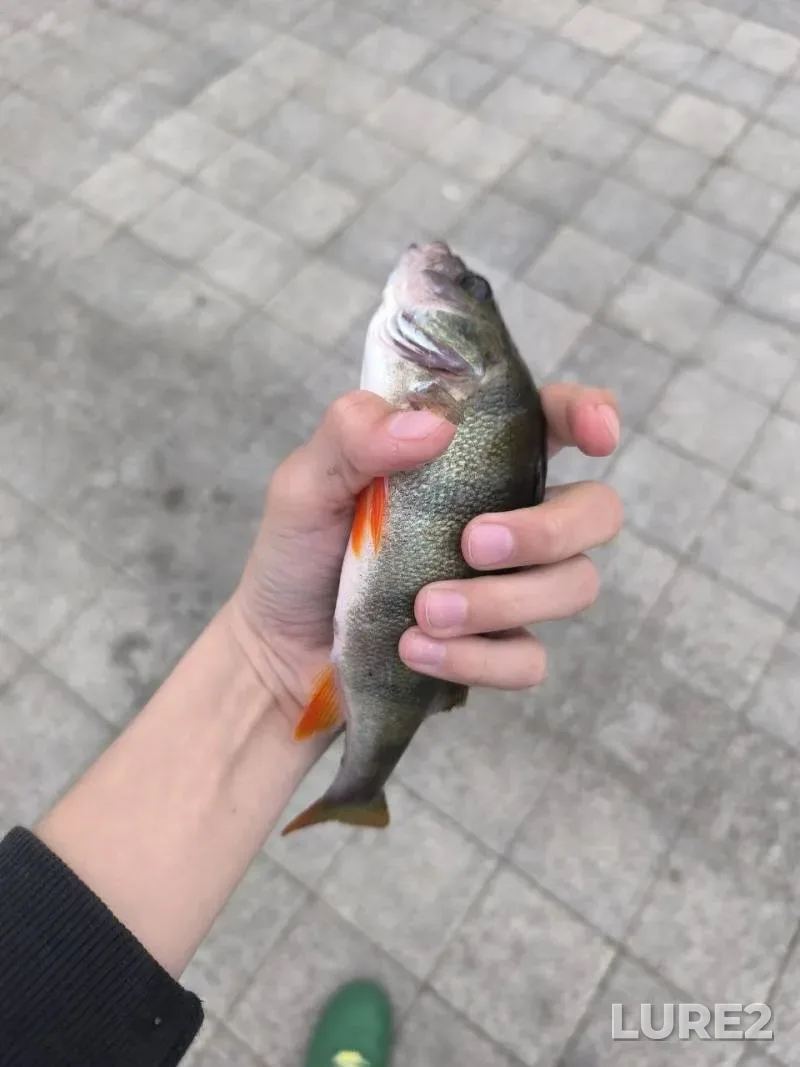 Окунь