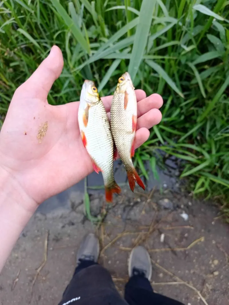 Красноперка