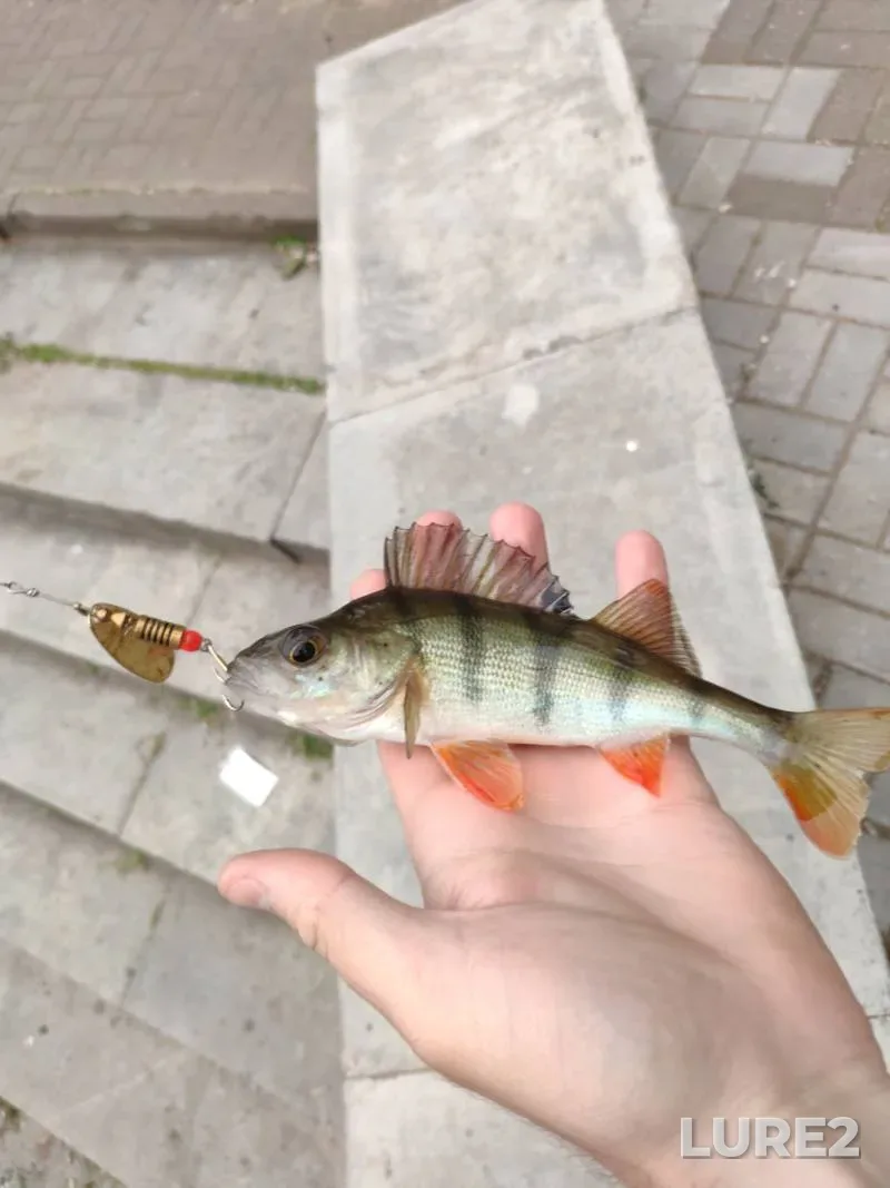 Окунь