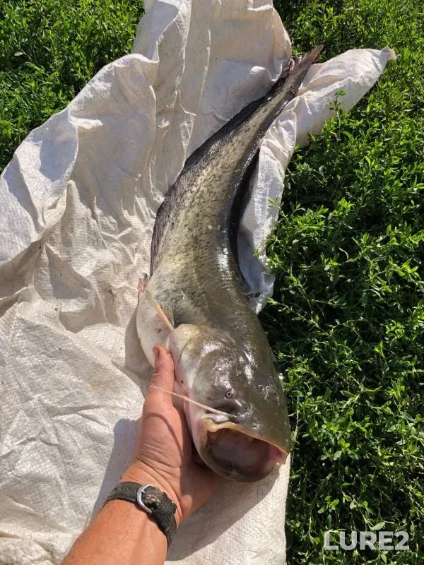 Сом