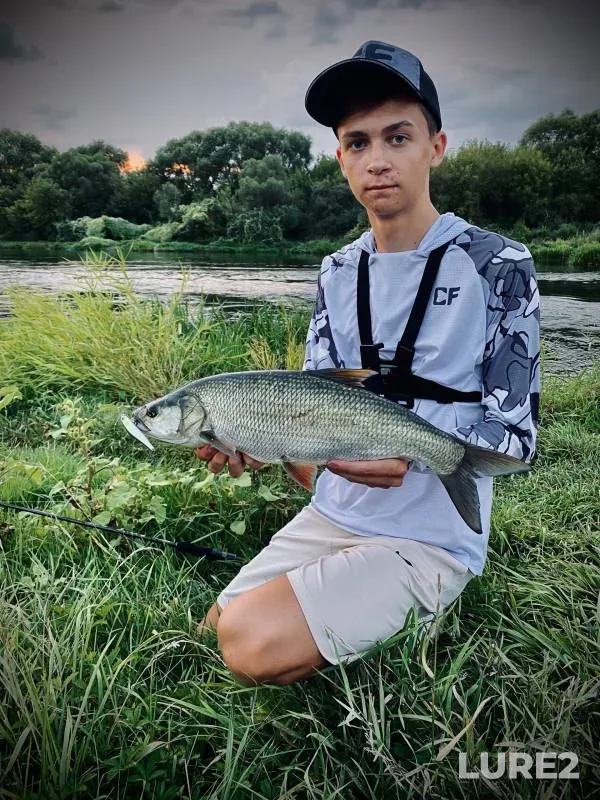 Жерех, Окунь