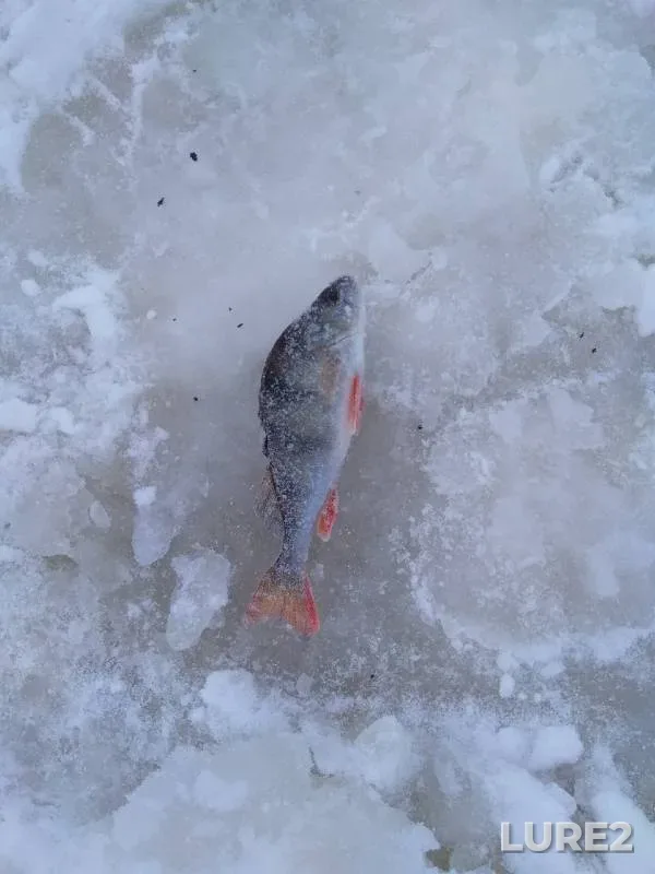 Окунь