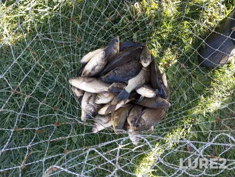 Карась