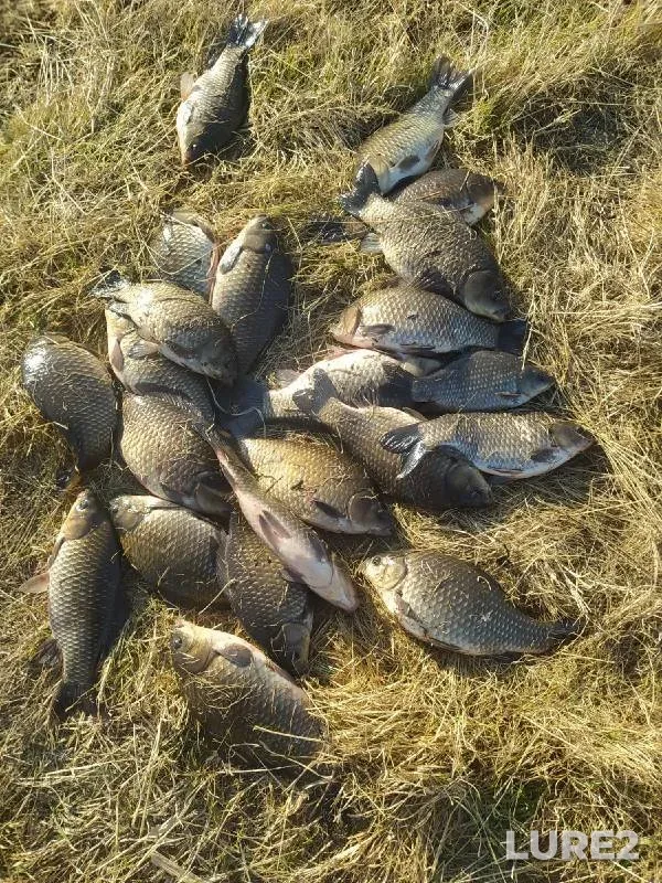 Карась