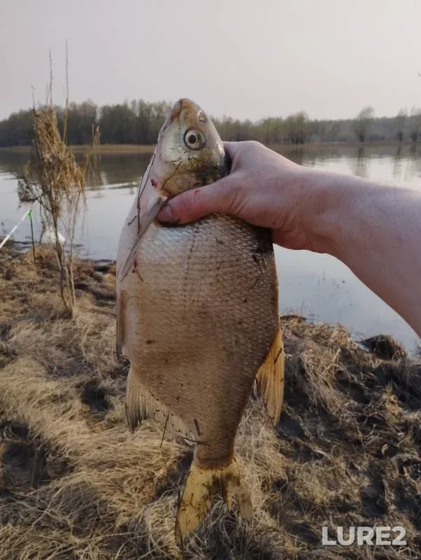 Лещ