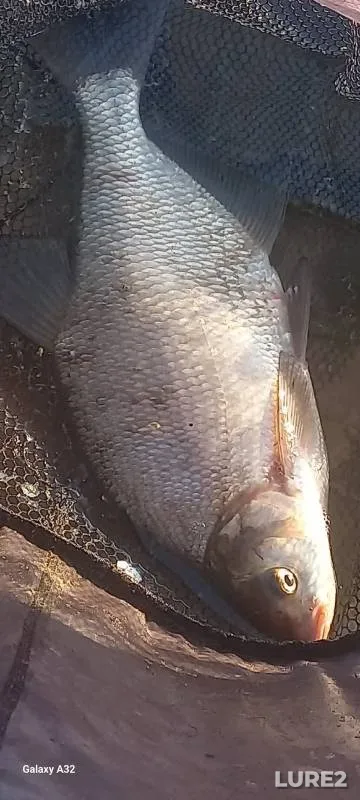 Лещ