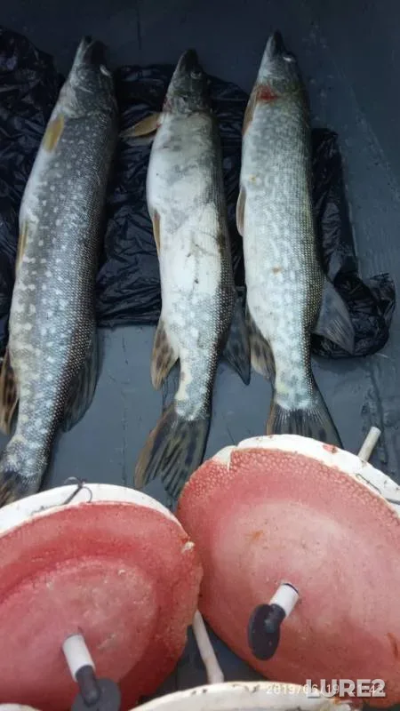 Щука