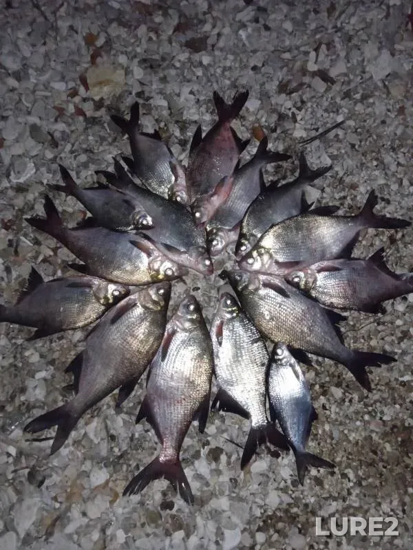 Лещ