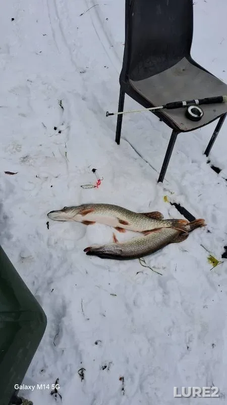 Щука