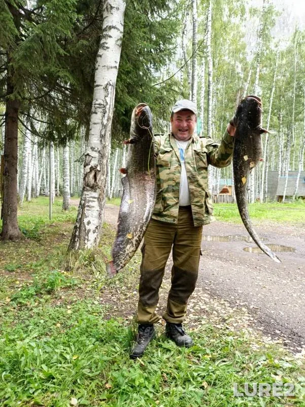 Сом
