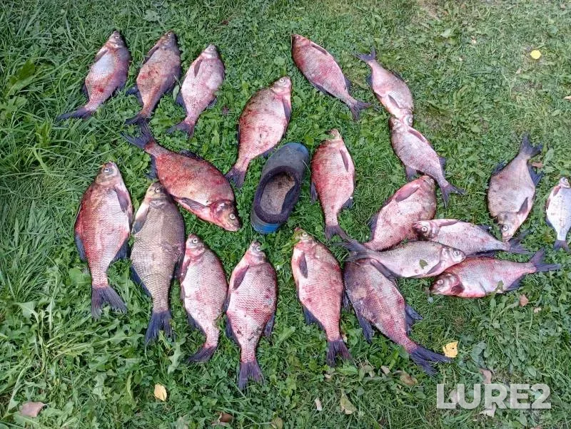 Лещ, Густера