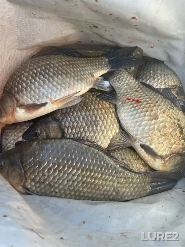 Карась