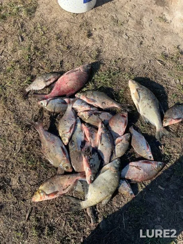 Лещ