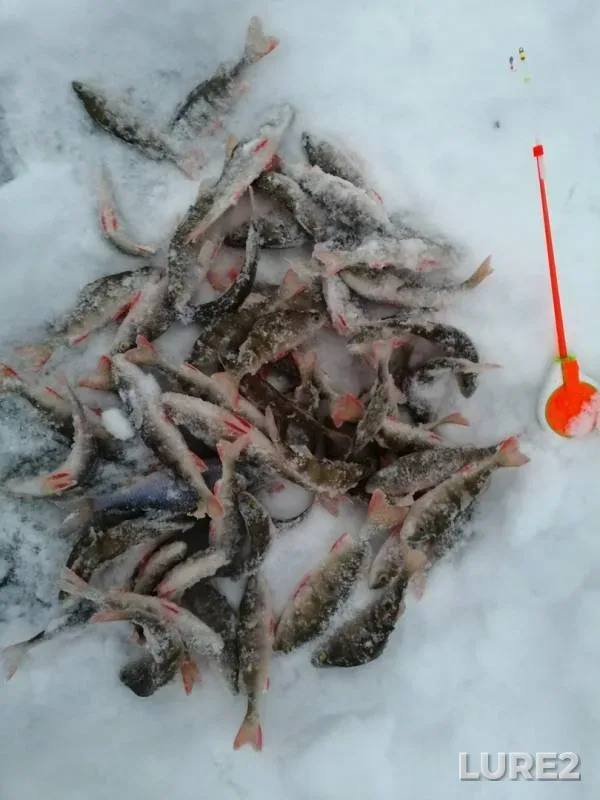 Окунь