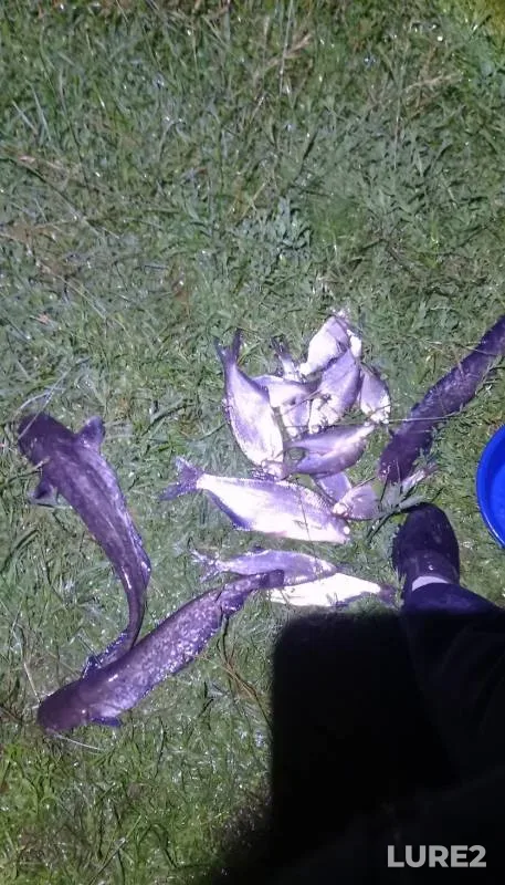 Лещ, Сом