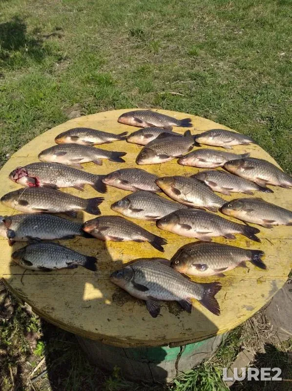 Карась