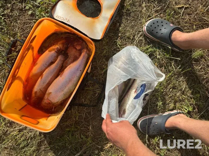 Форель — Кемеровская область, 15 июл. 2024 г.