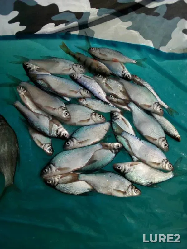 Окунь, Густера