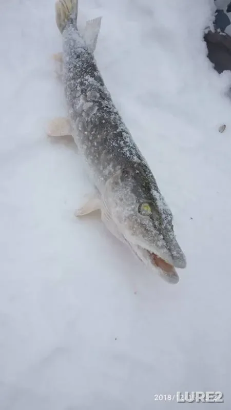 Щука