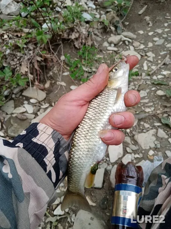 Голавль