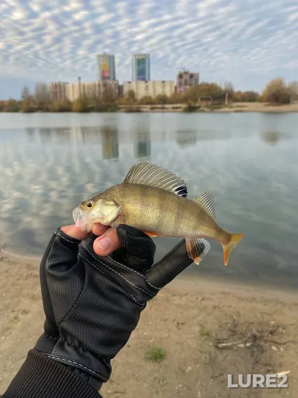 Окунь