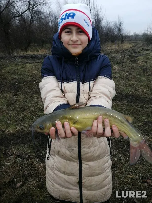 Сом