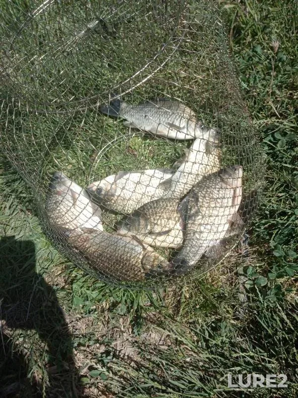 Карась