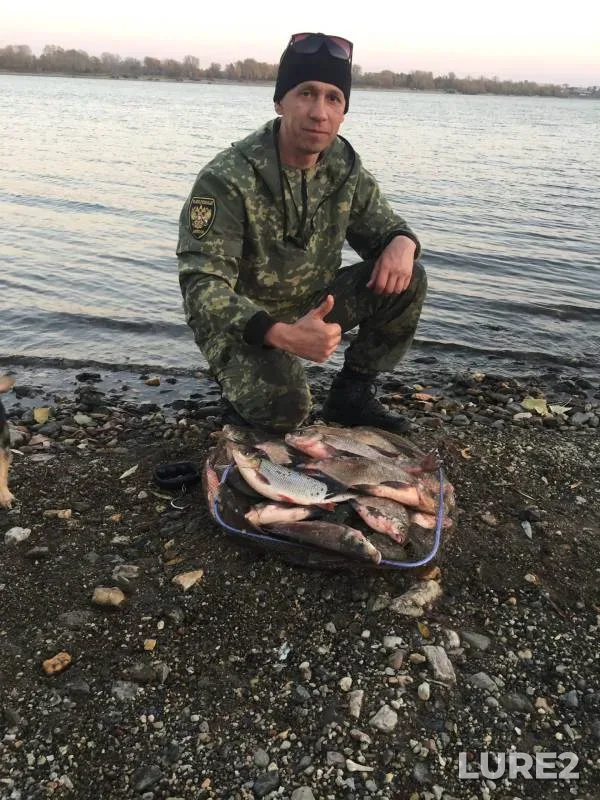 Лещ, Язь