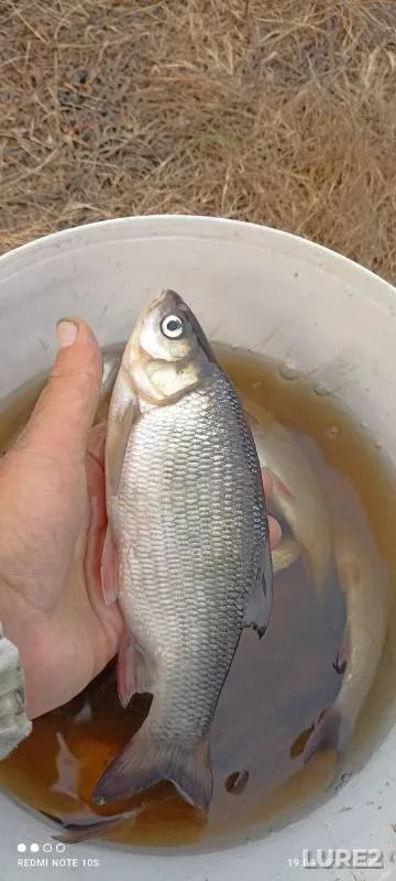 Лещ, Язь