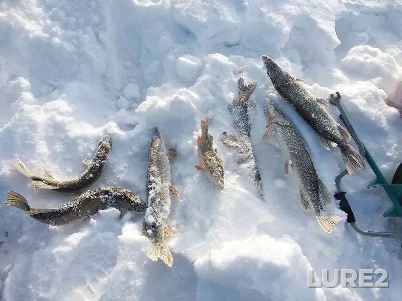 Окунь, Щука — Иртыш, 26 янв. 2022 г.