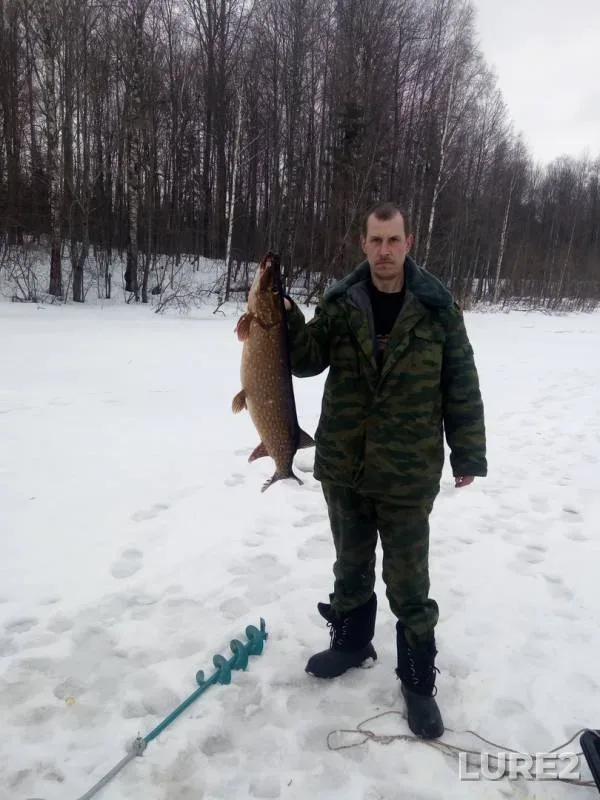 Щука