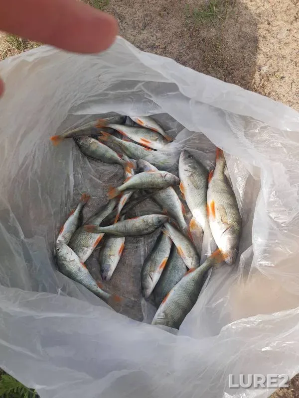 Окунь