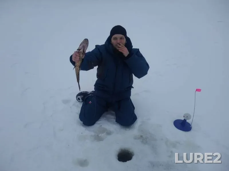 Щука