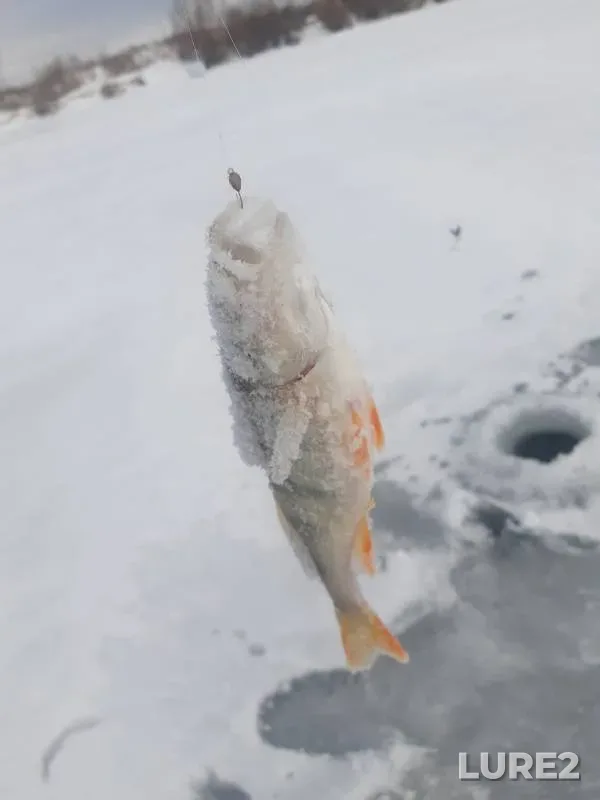 Лещ, Окунь