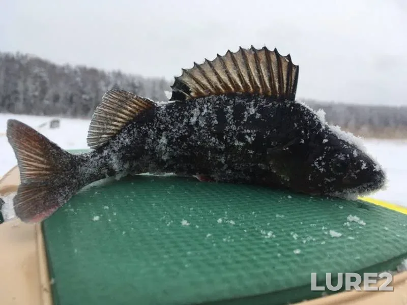 Окунь, Щука