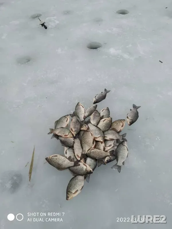 Карась